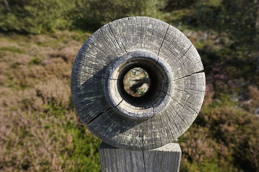 nature, wood, tree, day, focus on foreground, close-up, wood - material HD wallpaper
