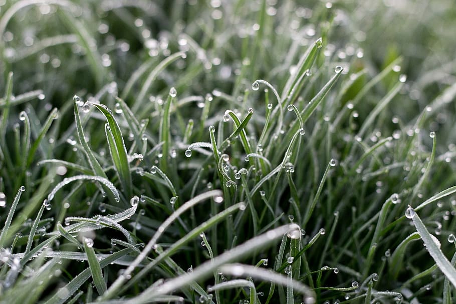 dew, grass, dewdrop, zen, dawn, morning, serene, meditation HD wallpaper