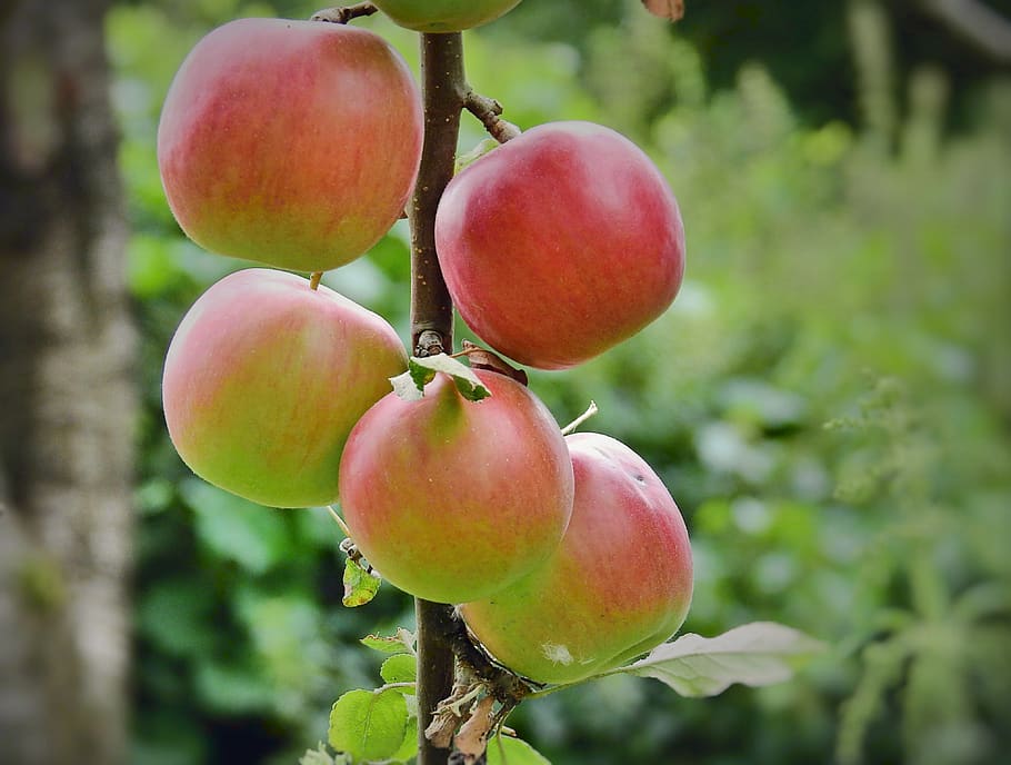 sad, apples, fruit, healthy eating, food, freshness, food and drink HD wallpaper