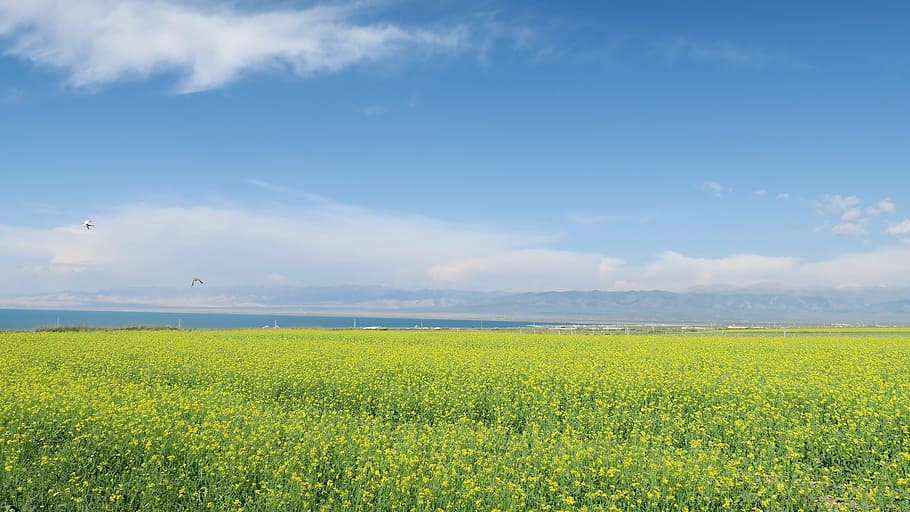 qinghai lake, rape, sky, landscape, beauty in nature, scenics - nature HD wallpaper