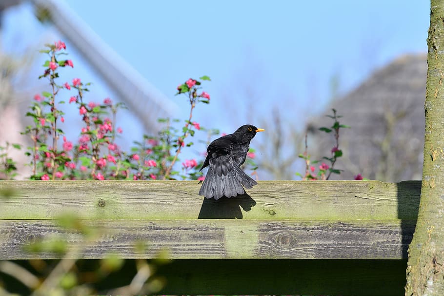 blackbird, true, throttle, animal, nature, plumage, wildlife HD wallpaper