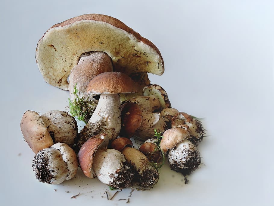 porcini mushrooms, food mushrooms, boletus, food and drink