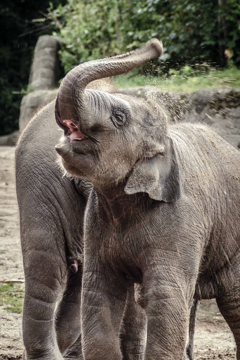 shallow focus photo of gray elephant, animal, grey, indian elephant, HD wallpaper