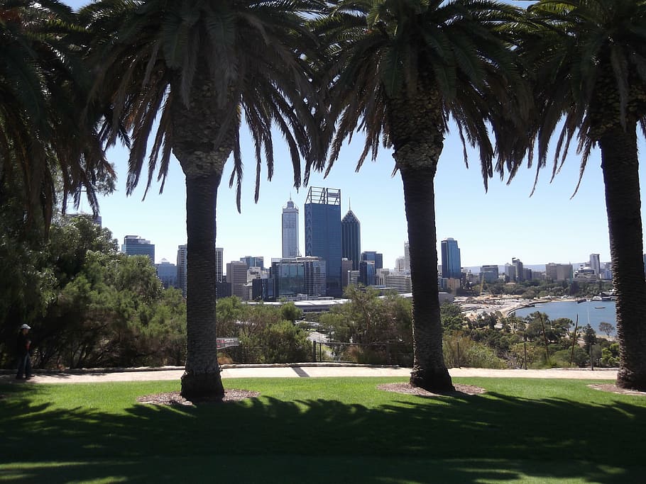 perth, city, trees, australia, park, landscape, skyscraper HD wallpaper