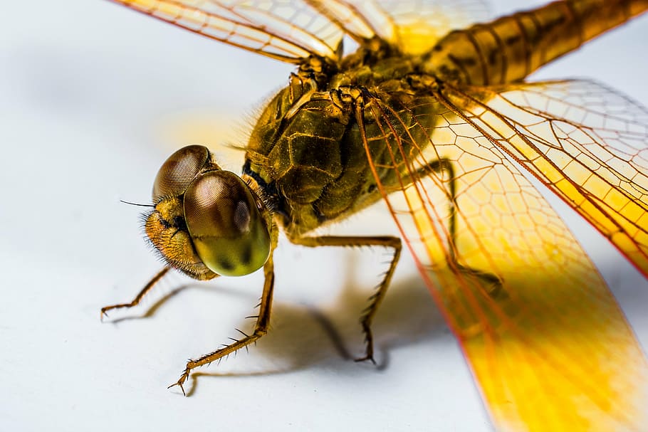 dragonfly, insect, yellow, close, chitin, wing, invertebrate HD wallpaper