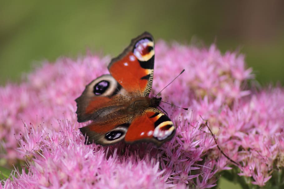 butterfly, insect, wing, summer, colorful, animal themes, flower HD wallpaper