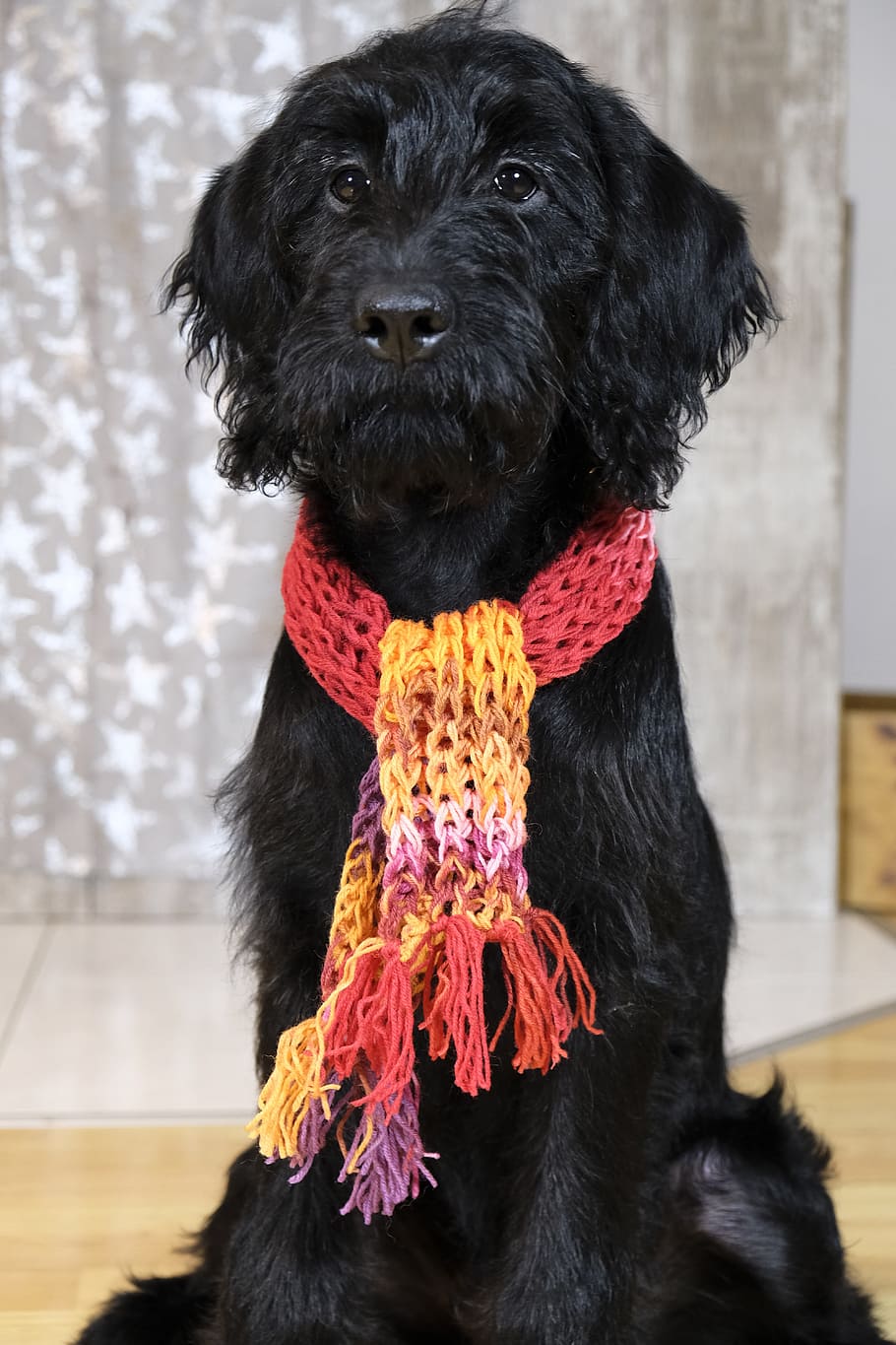 black puppy wearing crochet scarf sitting on floor close-up photo, HD wallpaper