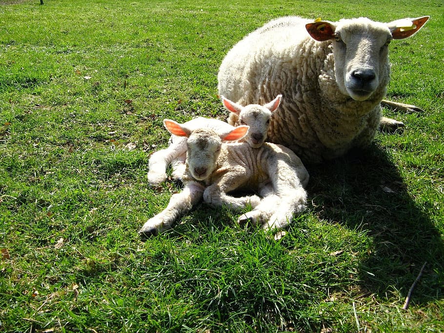 sheep, lambs, meadow, grass, mammal, animal, plant, animal themes HD wallpaper