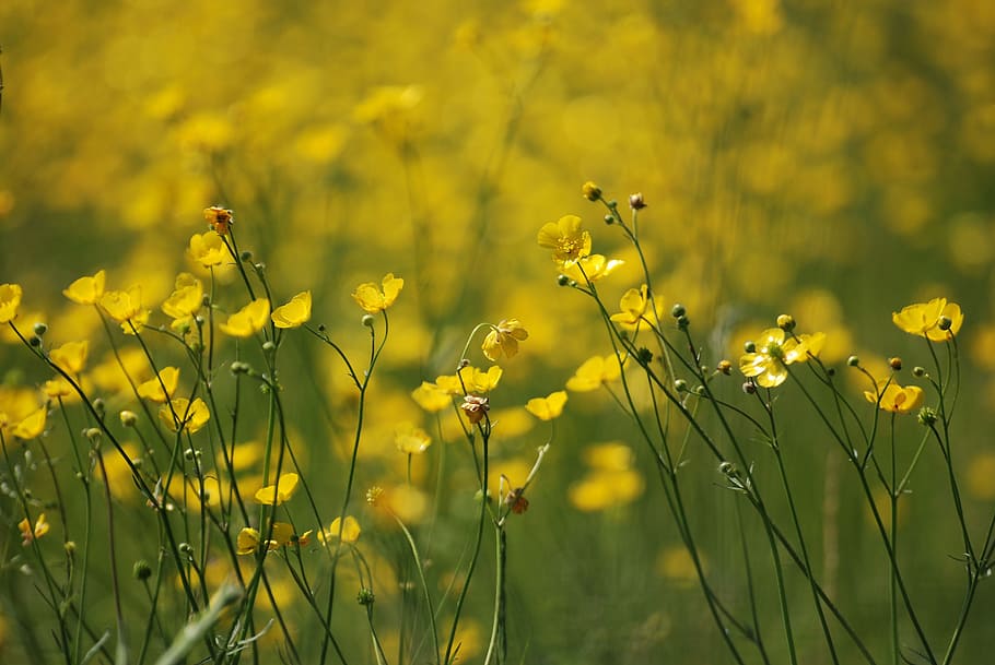 shallow focus photography with yellow petaled flowers, buttercup HD wallpaper