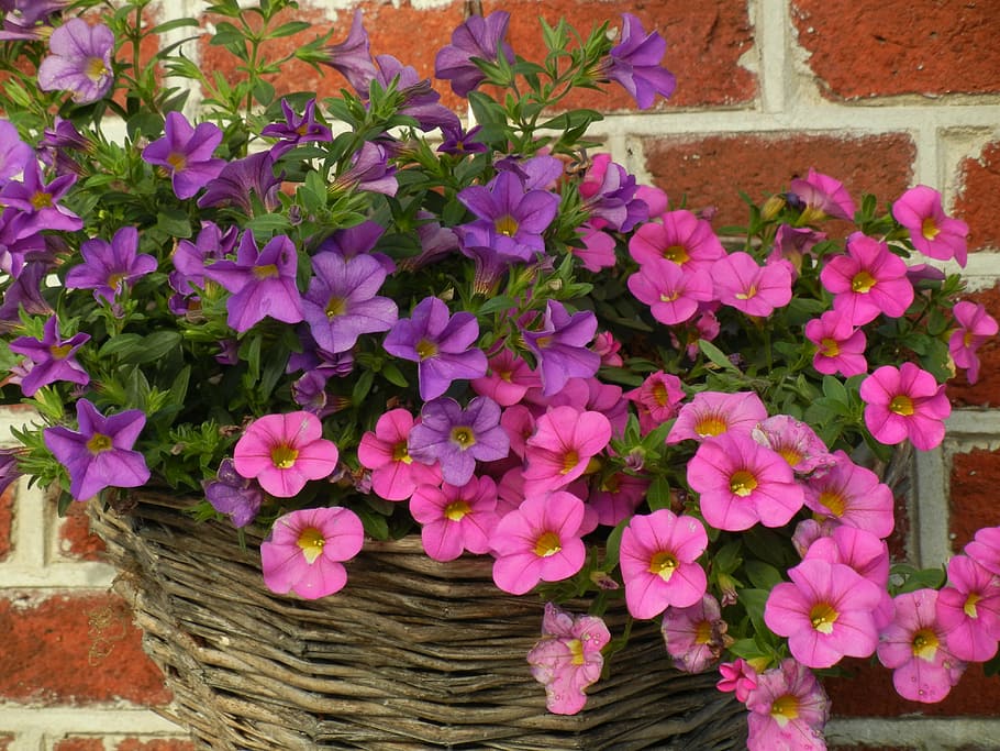 flowers, wall, blue, violet, plant, nature, flowering plant HD wallpaper