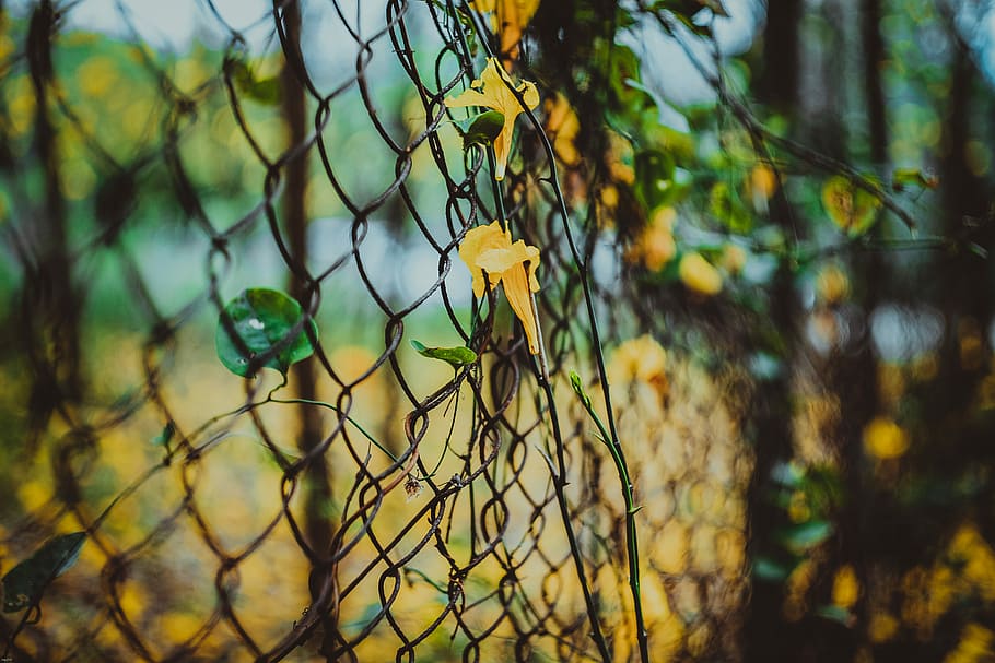yellow flowers on black steel fence, focus photo of yellow flower HD wallpaper