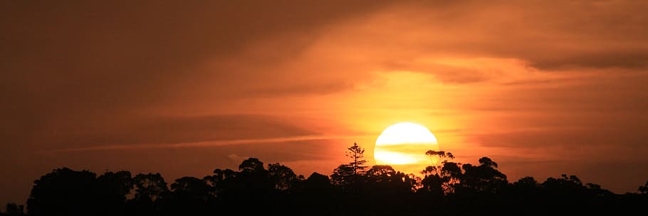 long-angle silhouette photography of trees over sunset, red HD wallpaper