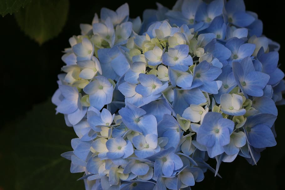 flower, blue, hydrangea, blossom, botany, floral, petal, summer HD wallpaper