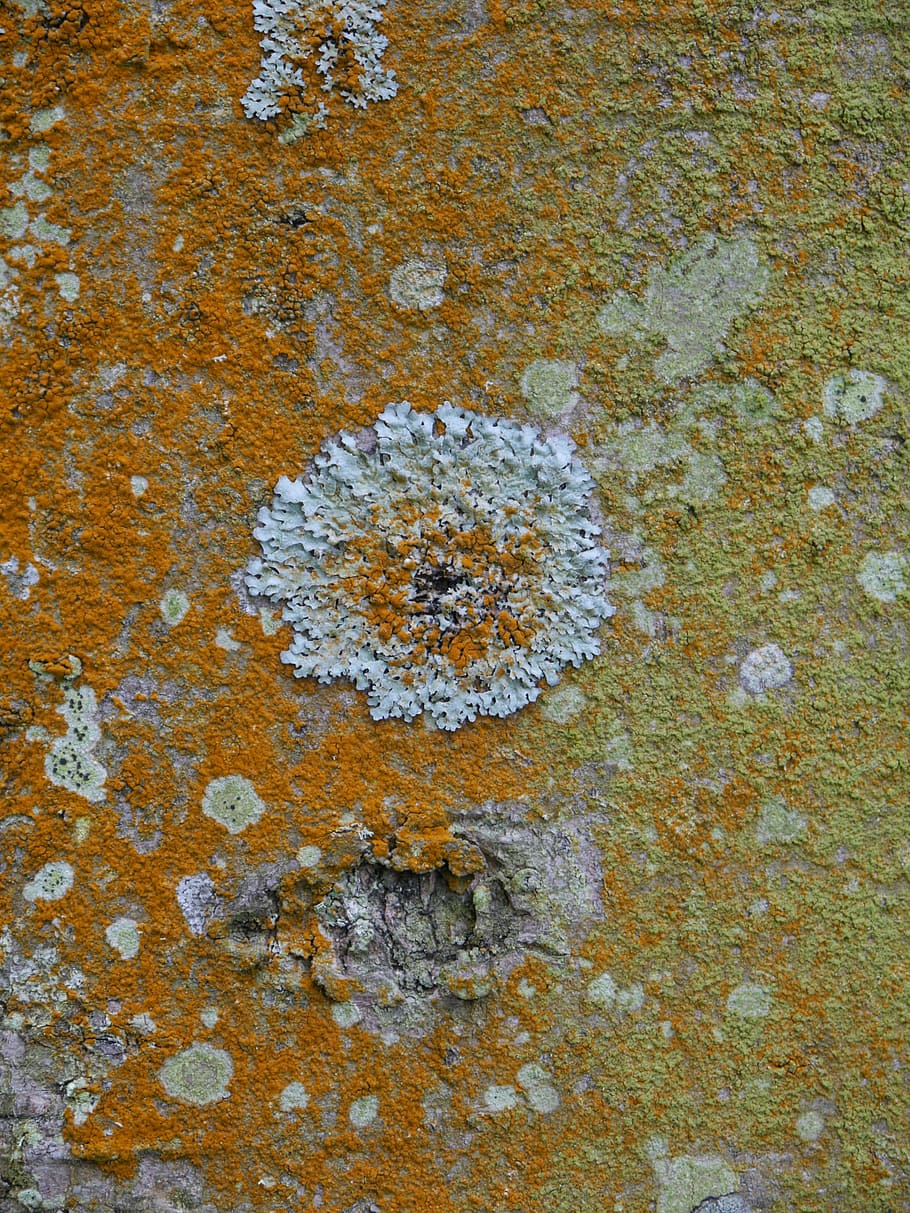 lichen, bark, tree, natural, lichenology, trunk, pattern, fungus HD wallpaper