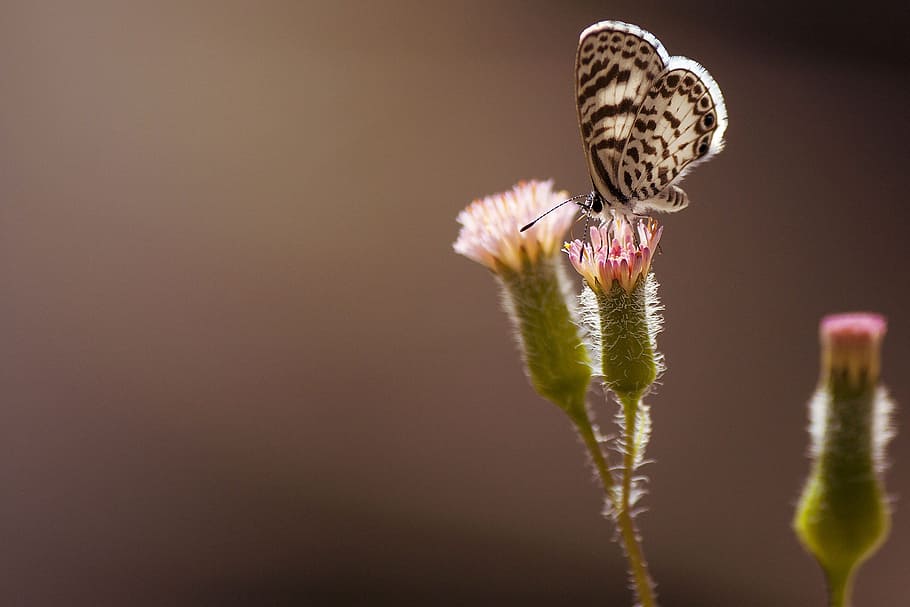Butterfly, Nature, Macro, Wings, insects, animals, close-up HD wallpaper