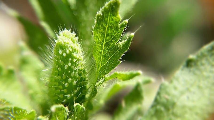 leaf, flora, nature, growth, closeup, summer, flower, outdoors HD wallpaper
