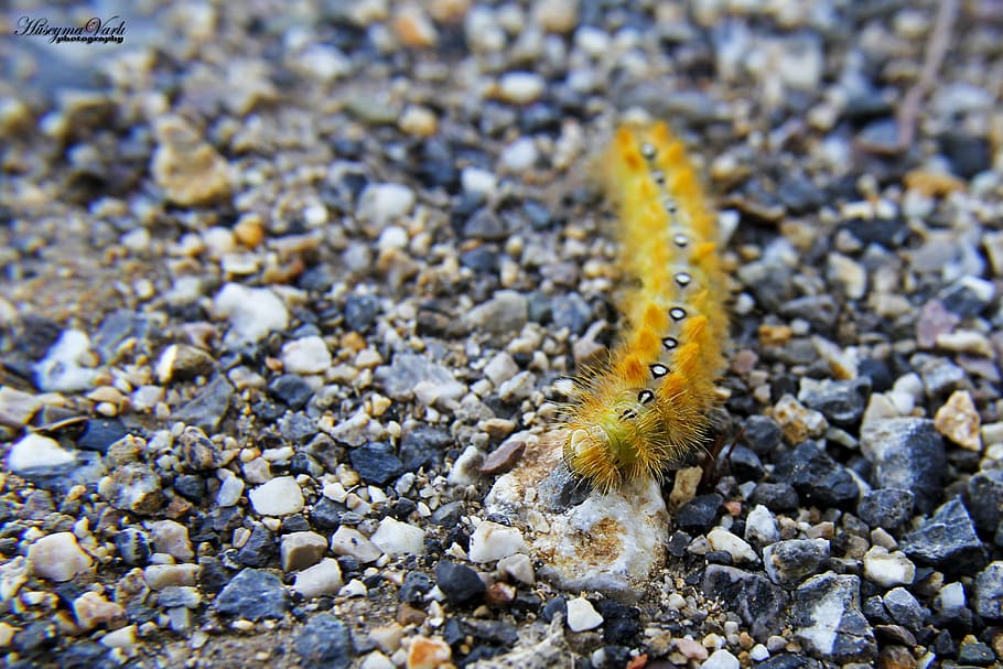 Butterfly caterpillar 1080P, 2K, 4K, 5K HD wallpapers free download