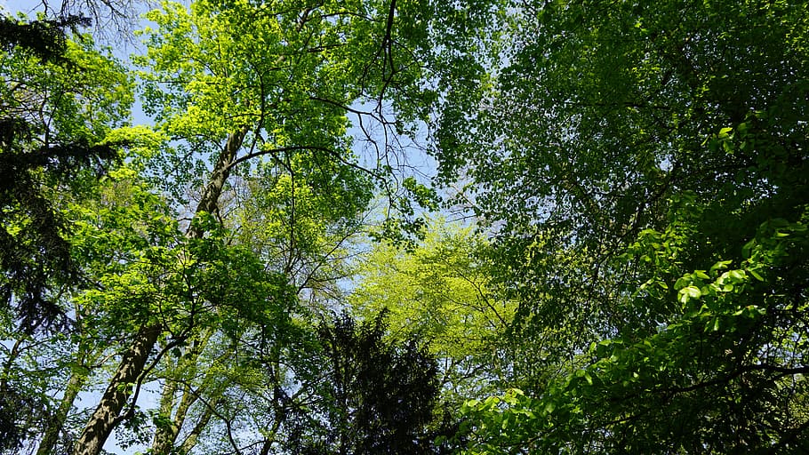 tree, nature, leaf, season, plant, summer, at the court of HD wallpaper