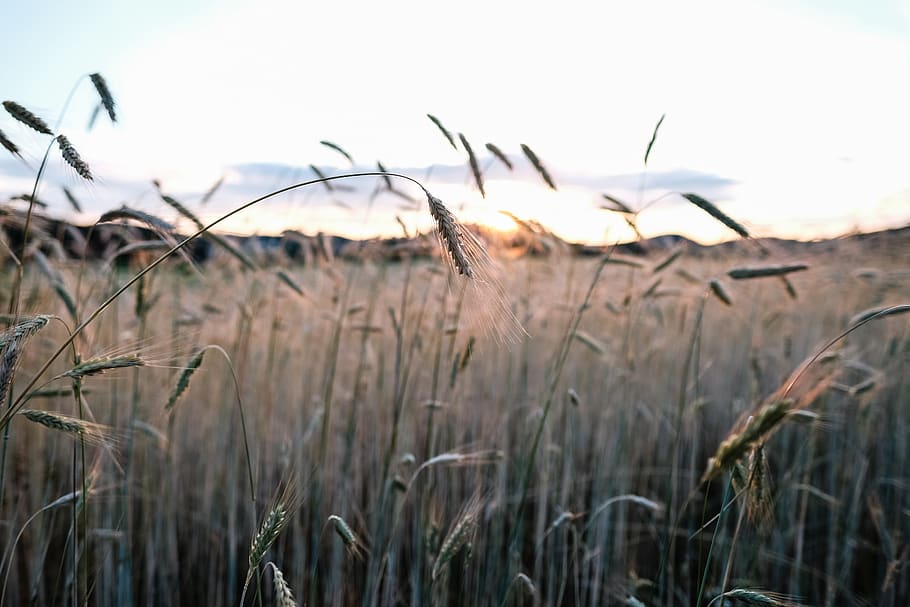 nature, sky, grass, field, growth, plant, land, tranquility HD wallpaper