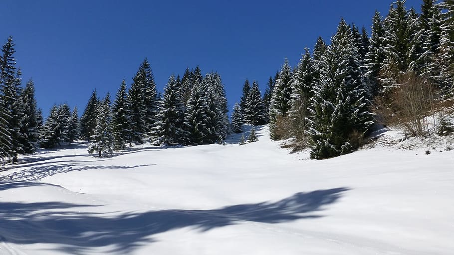 allgäu, winter, snow, forest, trees, sun, light, shadow, cold temperature HD wallpaper