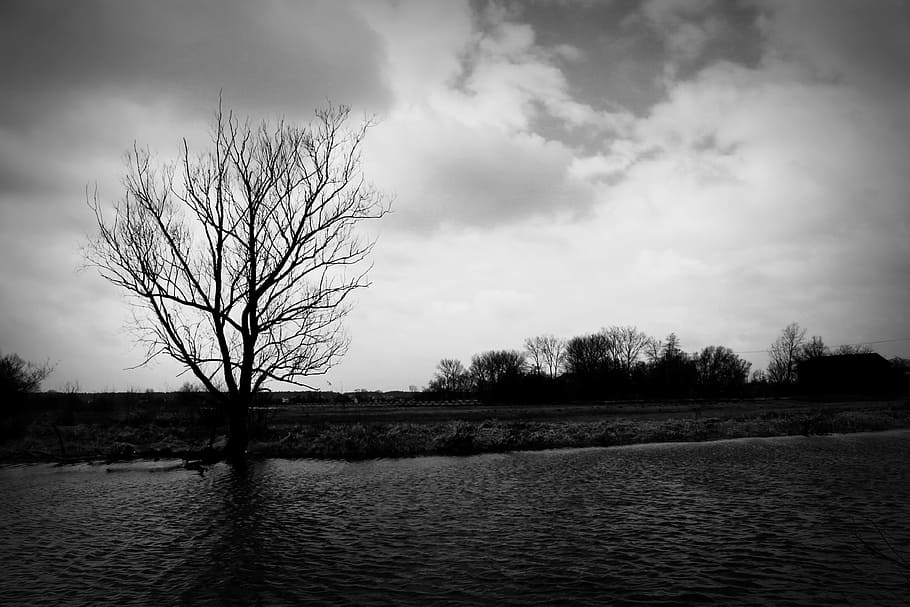 Tree, Water, Landscape, Nature, the beauty of nature, black and white HD wallpaper