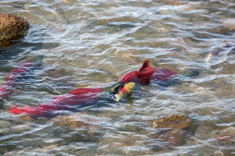 fish, salmon, chum, spawning, a flock of, yama, backwater, beach HD wallpaper