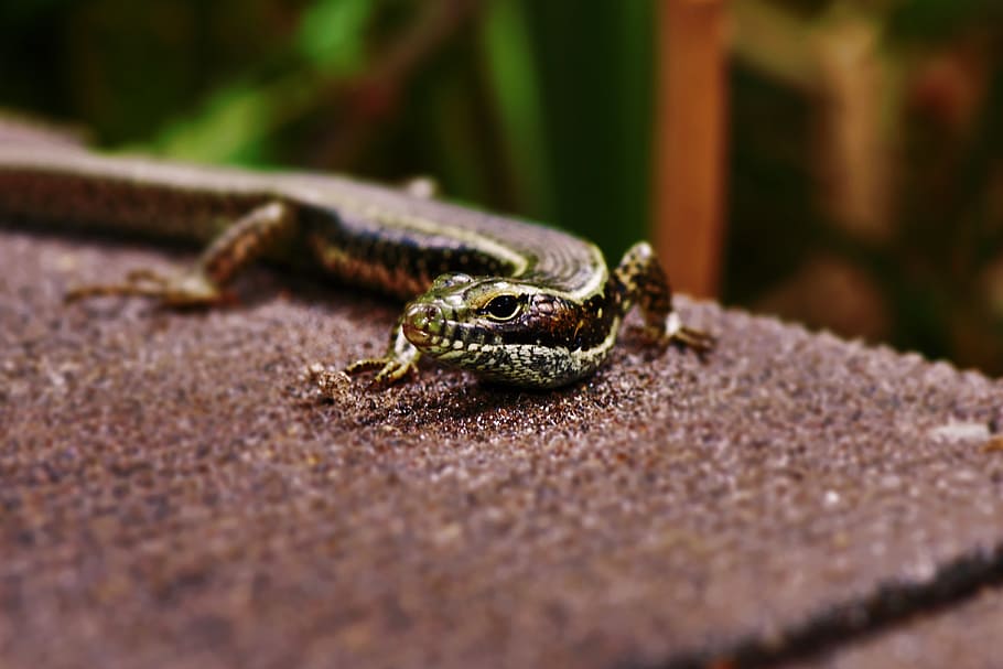 Lizard, Eastern Water Skink, Bridge, one animal, reptile, animal themes HD wallpaper