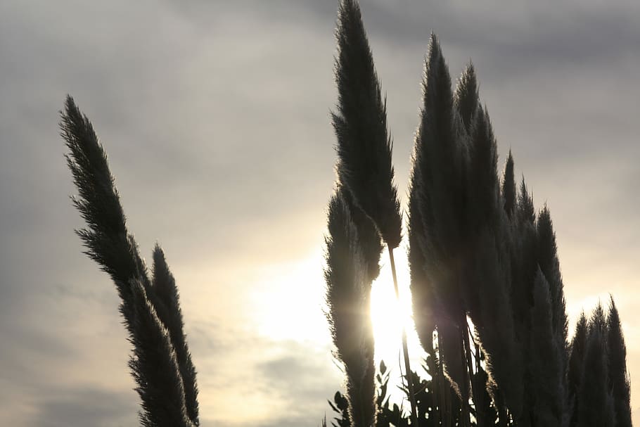 Feather Duster, Evening, Sun, Sky, clouds, nature, cloud - sky HD wallpaper