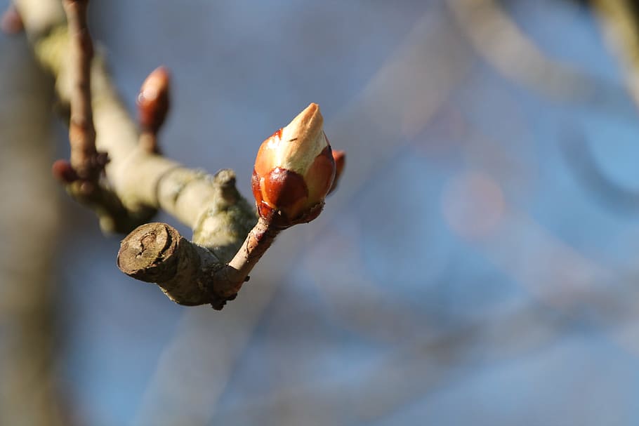 bud, spring, chestnut, bloom, tree, branch, sky, nature, focus on foreground HD wallpaper