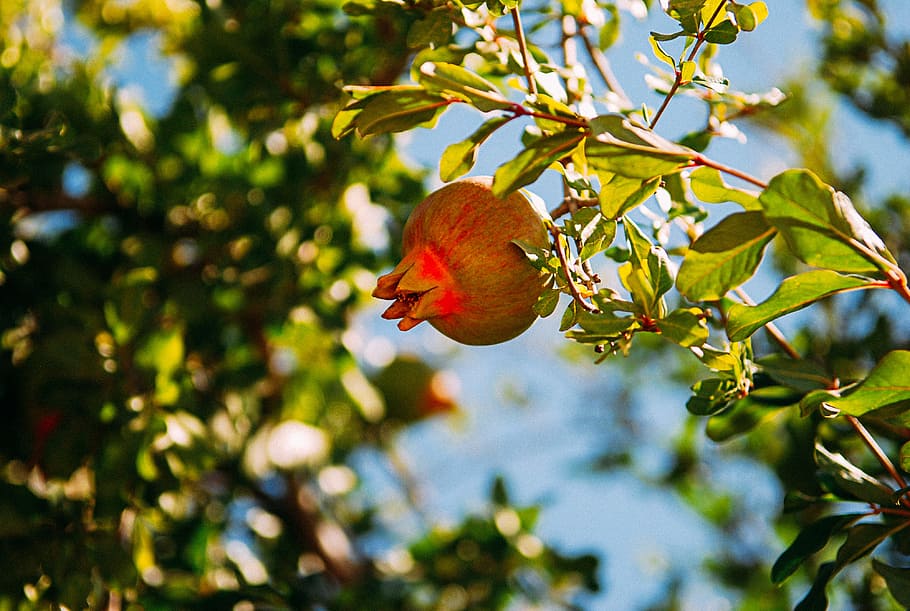 Pomegranate Fruit on Tree Branch, nature, leaf, red, ripe, outdoors HD wallpaper