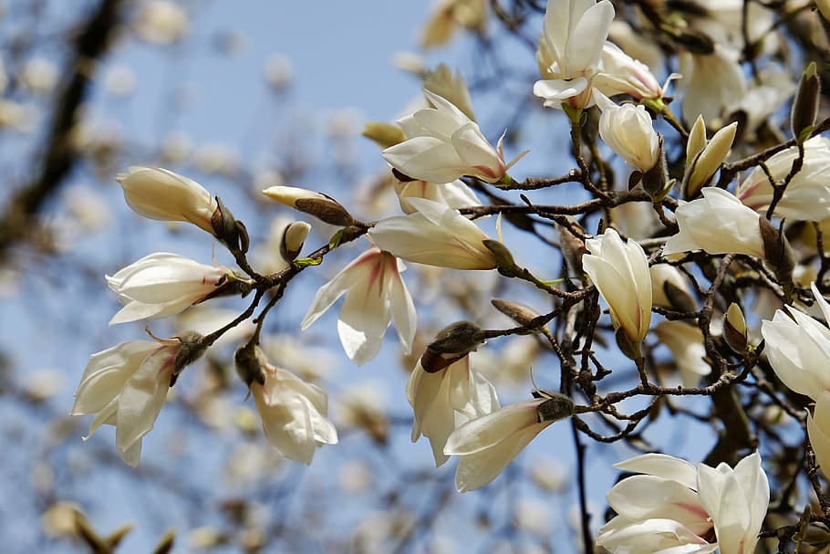 white Magnolia flowers in bloom at daytime, tree, flourishing tree