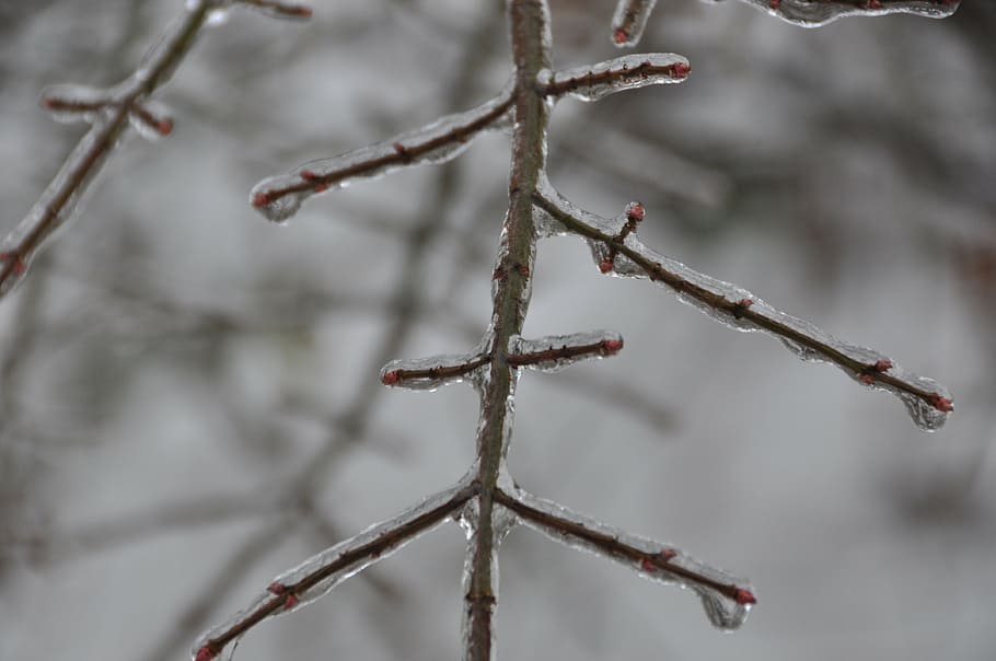 winter, ice, tree, snow, frost, cold - Temperature, nature HD wallpaper