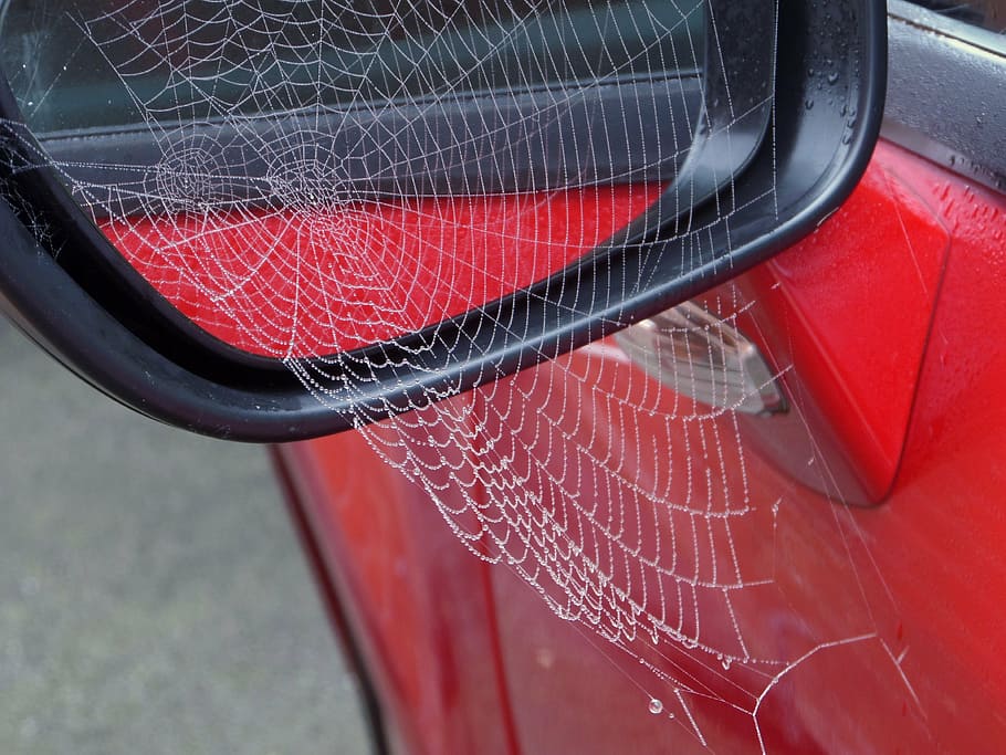 cobweb, morning, rosa, red, motor vehicle, car, no people, transportation HD wallpaper