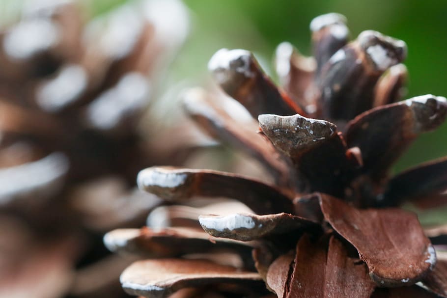 pinecone, nature, macro, autumn, close-up, plant, no people HD wallpaper