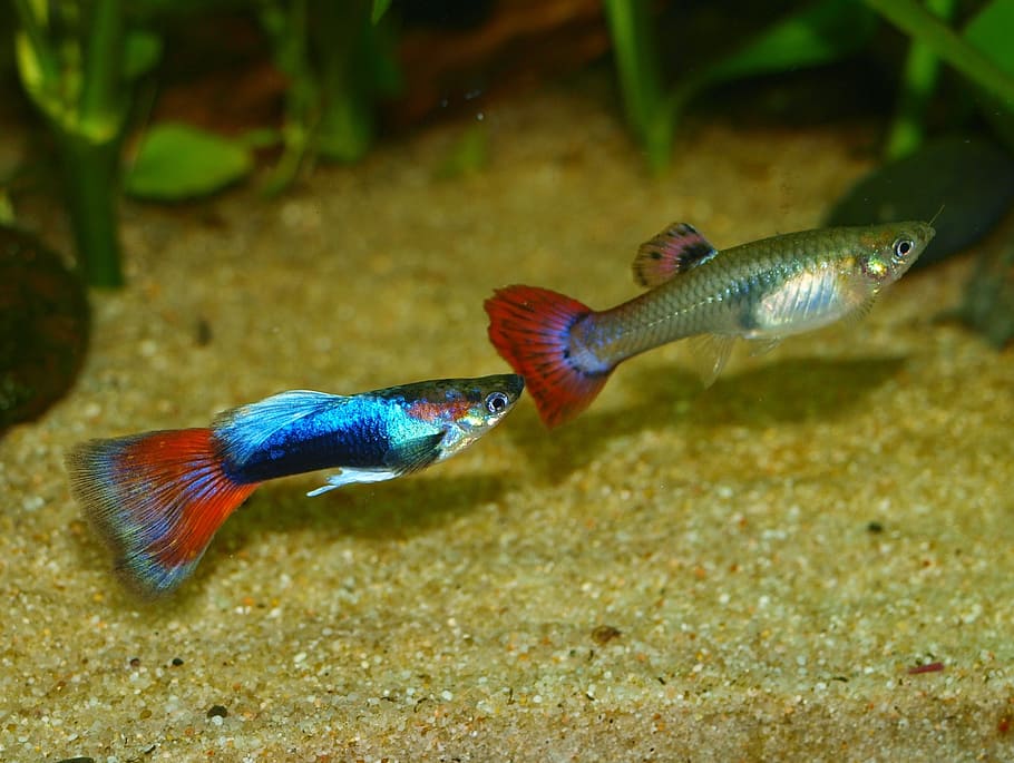 silver and blue guppy fish, aquarium, animals, nature, water