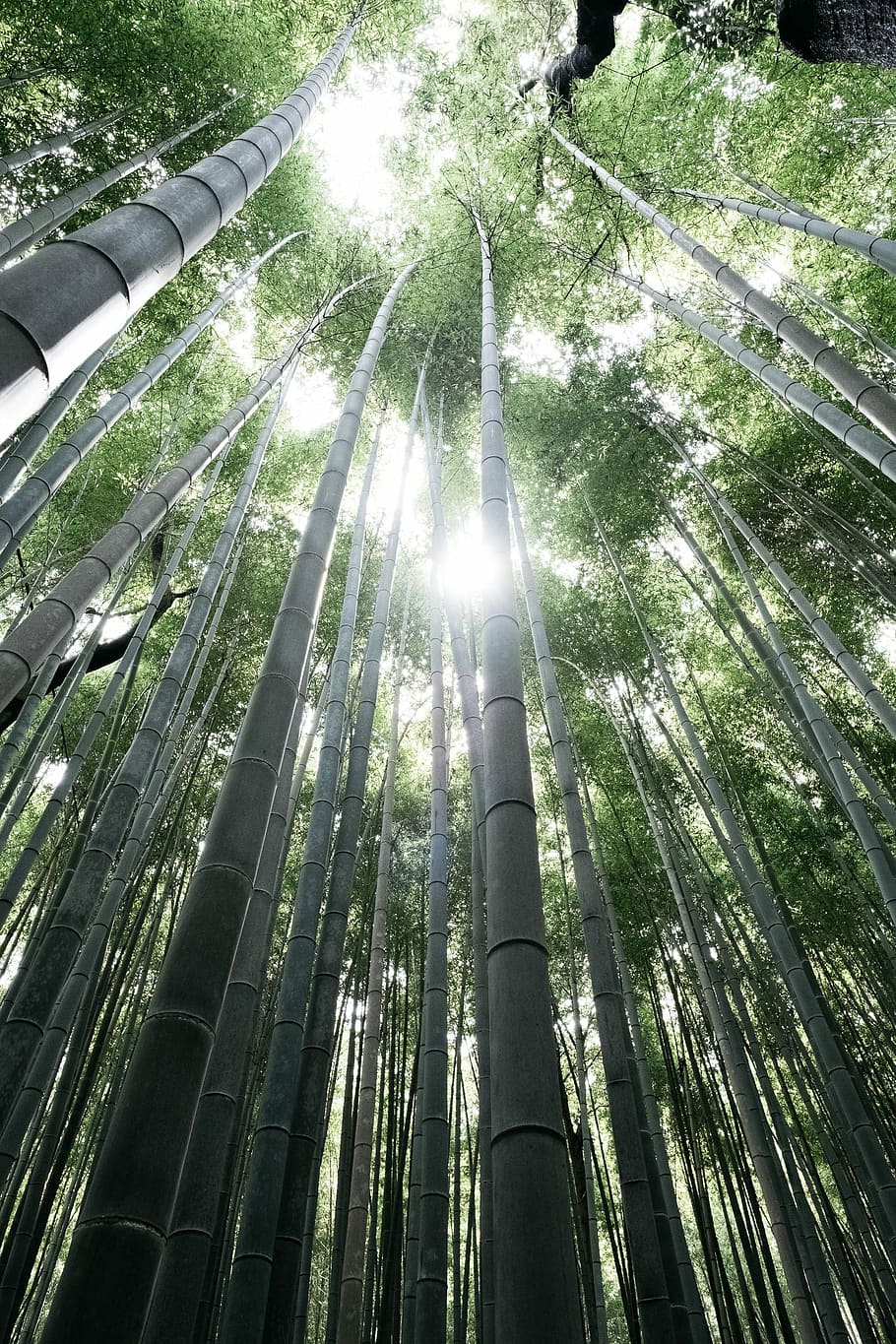 low angle photography of green bamboo trees, green bamboo trees at daytime HD wallpaper