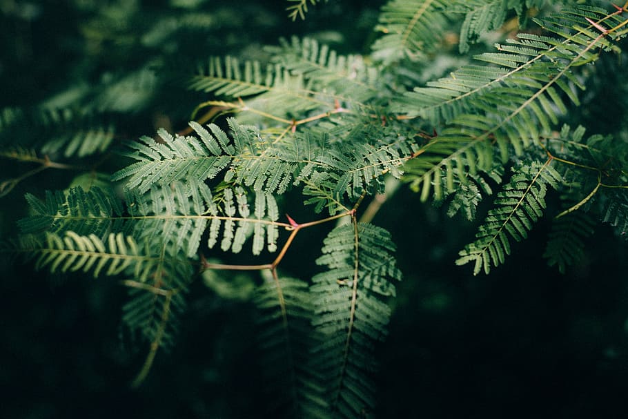 photo of fern plant, green leaf plant, foliage, tree, bush, nature HD wallpaper