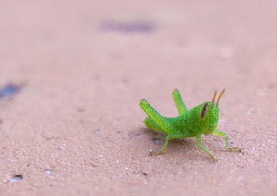 Grasshopper, Nature, Macro, Insects, grasshoppers, summer, animal HD wallpaper