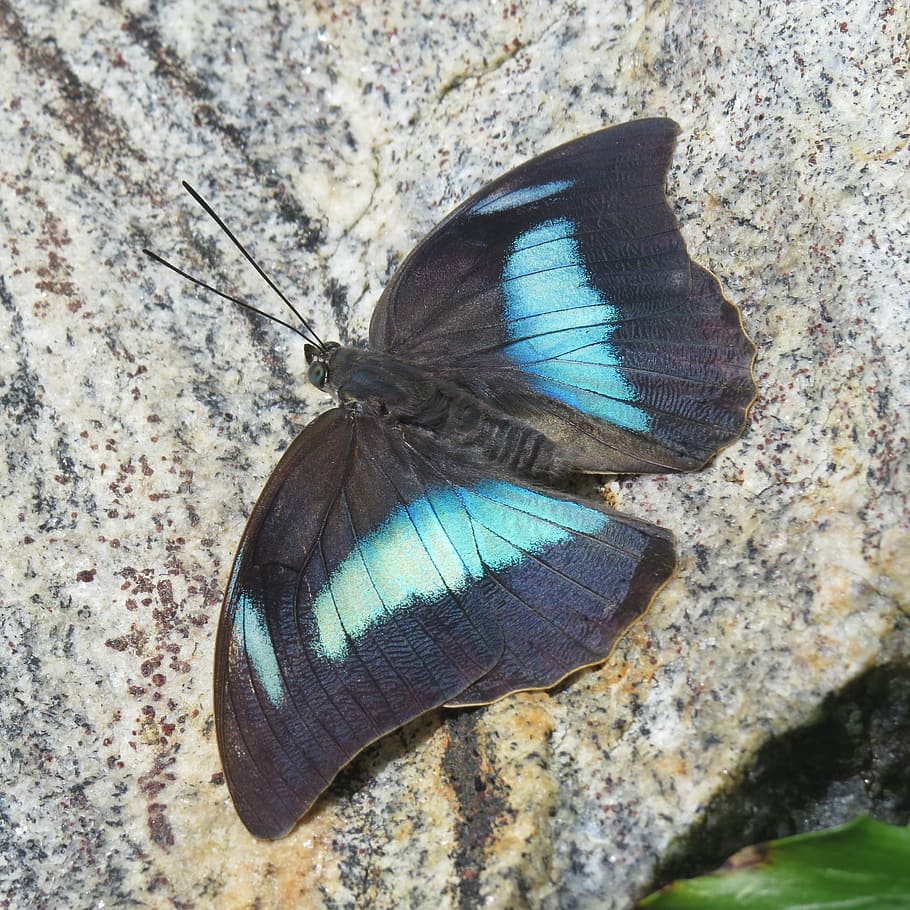 Blue Morpho, Butterfly, Blue, Wing, morph butterfly, exotic, HD wallpaper