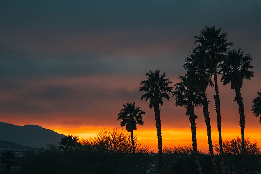 silhouette of coconut tree, silhouette of tree during sunset HD wallpaper
