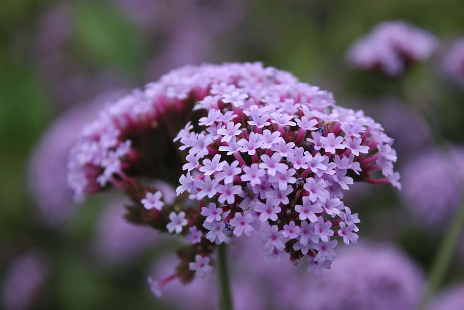 lavender, plant, close-range photogrammetry, flower, flowering plant HD wallpaper