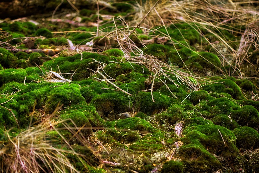 Moss, Forest, Forest, Green, Nature, moss fliegenpilz, bemoost HD wallpaper