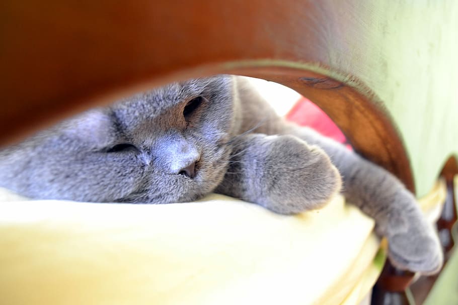 Cat, Vacation, Lying In, In Bed, lying in bed, relaxation, drowsiness HD wallpaper