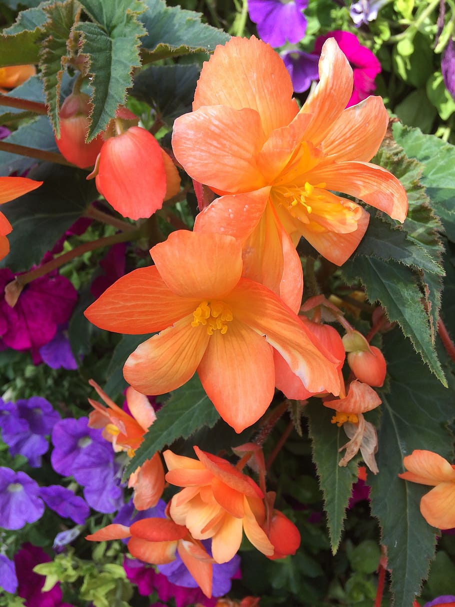 garden, leaf, flora, flower, nature, begonia, apricot, natural HD wallpaper