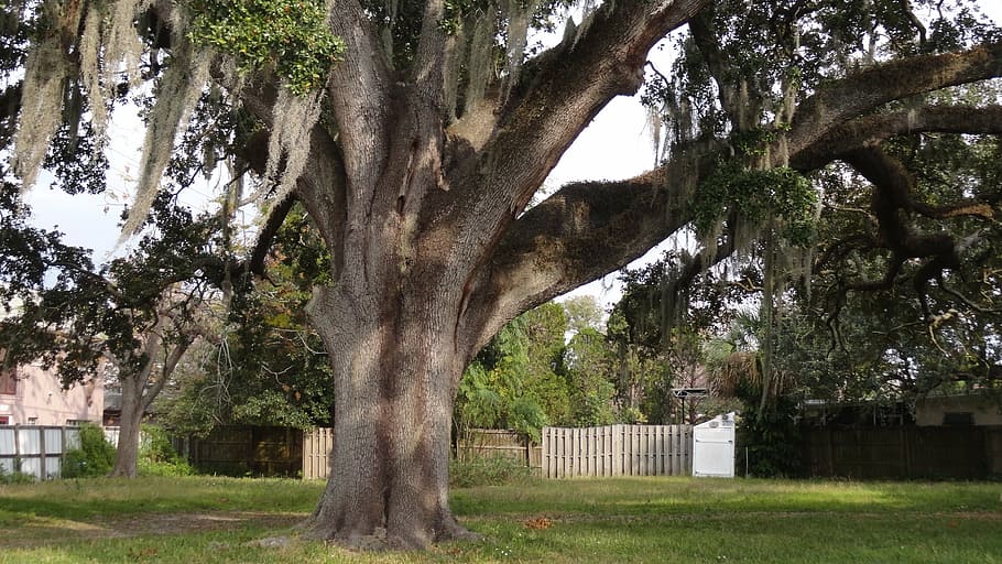 oak tree, nature, branch, old, plant, tree trunk, field, no people HD wallpaper