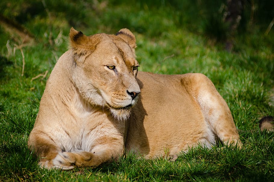 lioness lying on grass field, animal, animal photography, beast