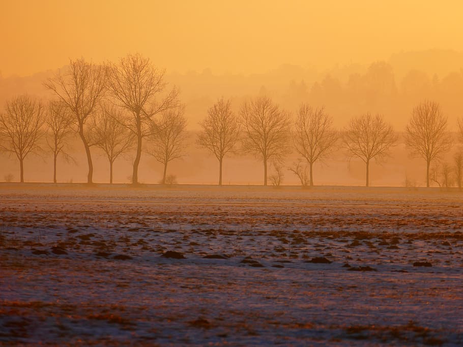 photo of bare trees during storm season, wintry, sunset, back light HD wallpaper