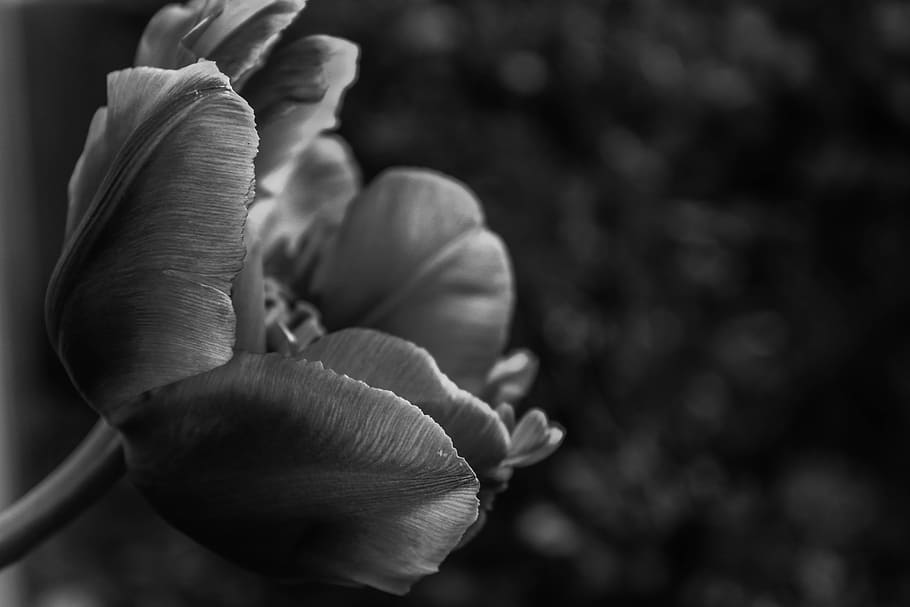 flower, black white, human hand, close-up, plant, human body part HD wallpaper