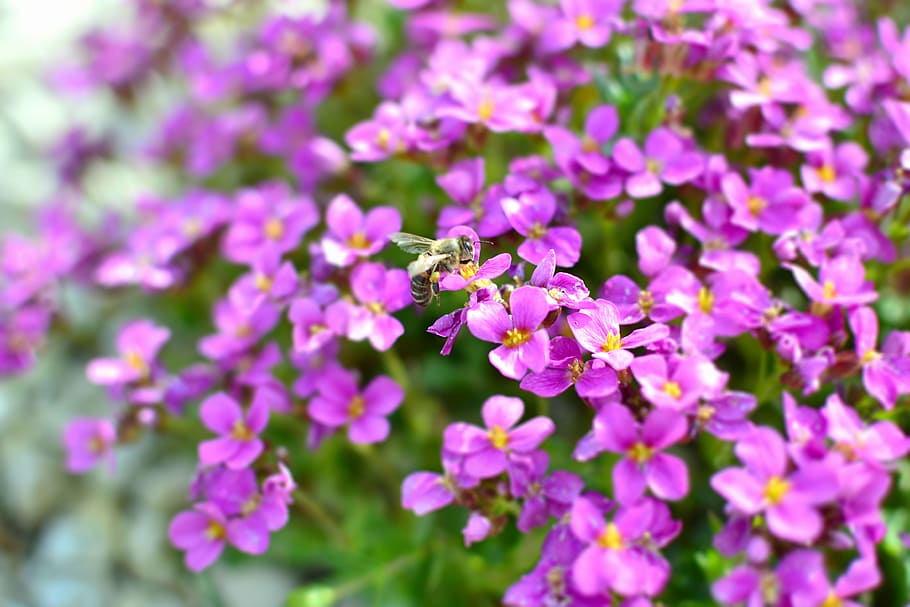 wallpaper, the background, garden, bee, nectar, violet, flowers HD wallpaper
