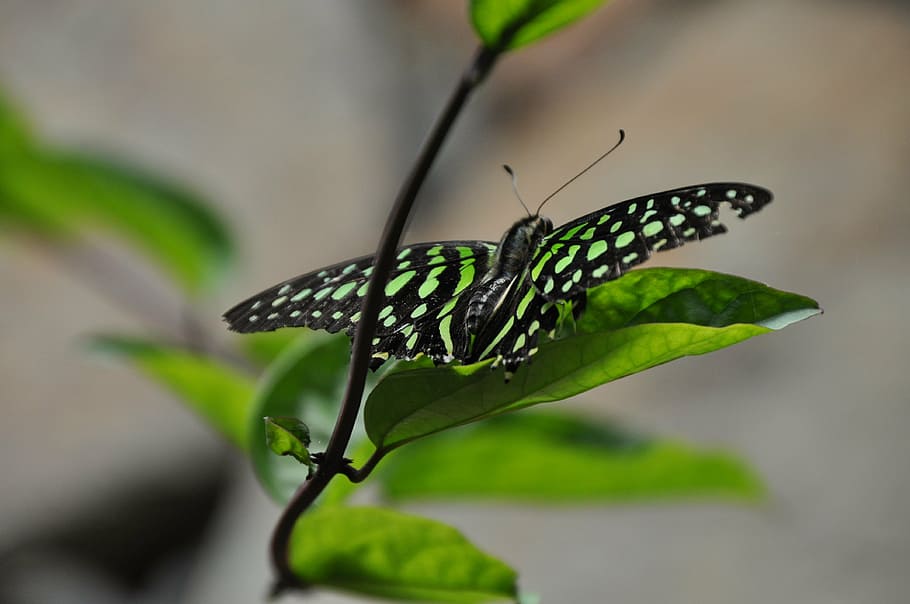 butterfly, leaf, insect, animal themes, one animal, animals in the wild HD wallpaper